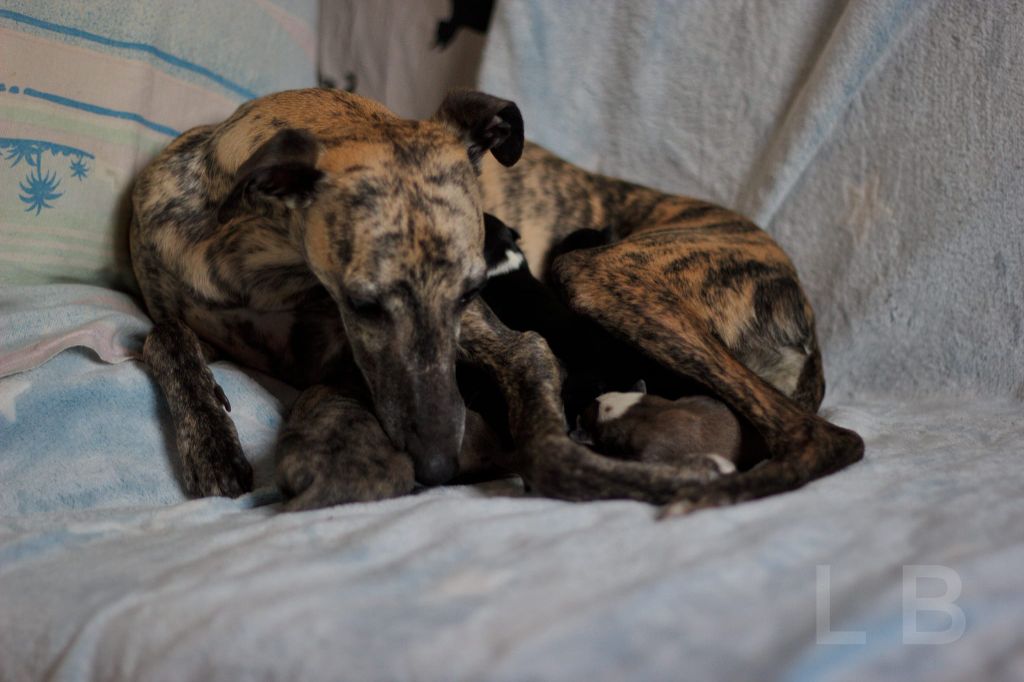 chiot Whippet Des Ginkgo Bleus