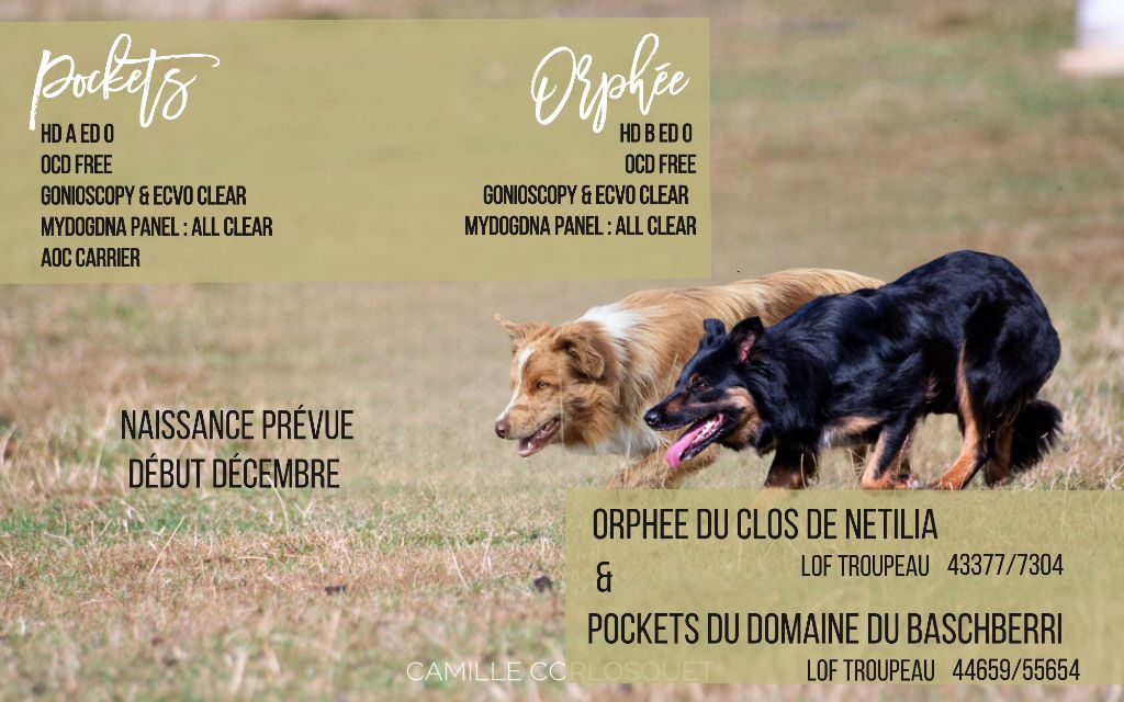 chiot Border Collie Des Ginkgo Bleus