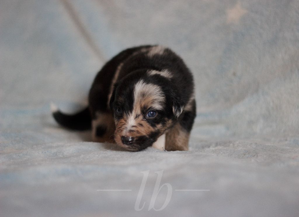 Des Ginkgo Bleus - Chiot disponible  - Border Collie