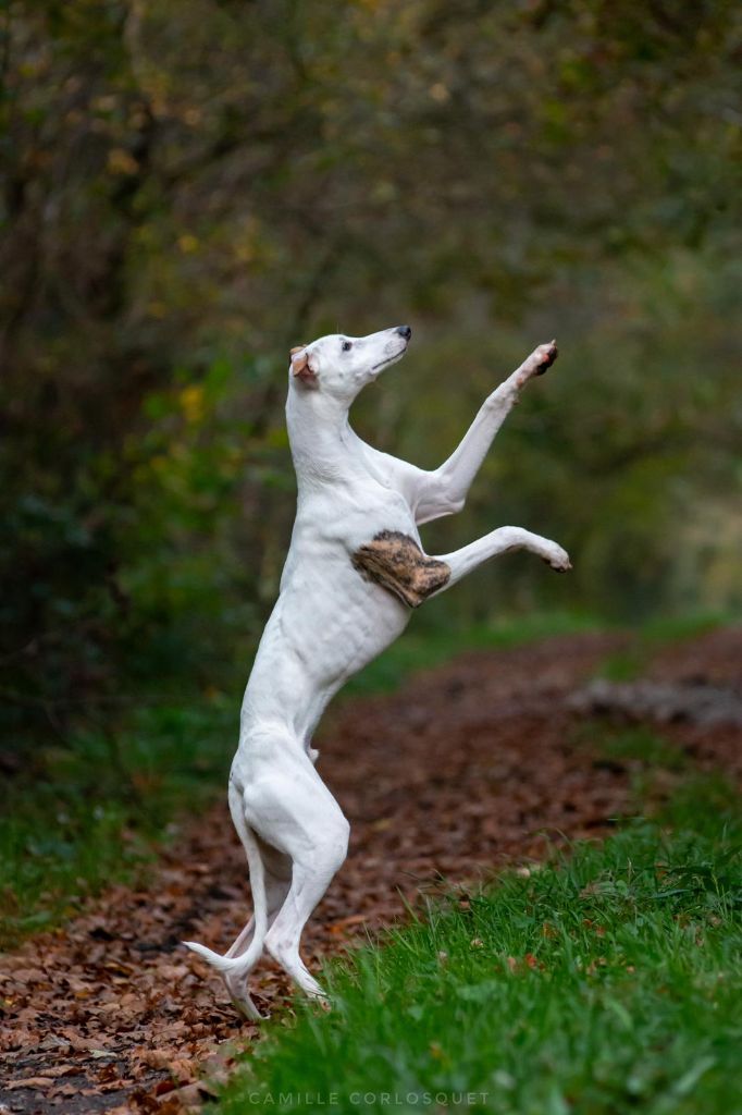 Atlas Des Ginkgo Bleus