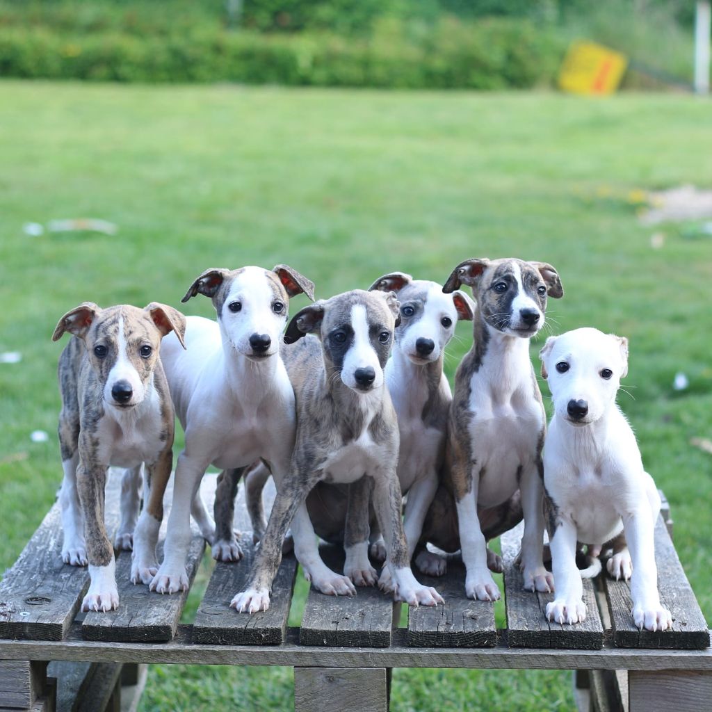 Des petits amours attendent encore une famille ! 