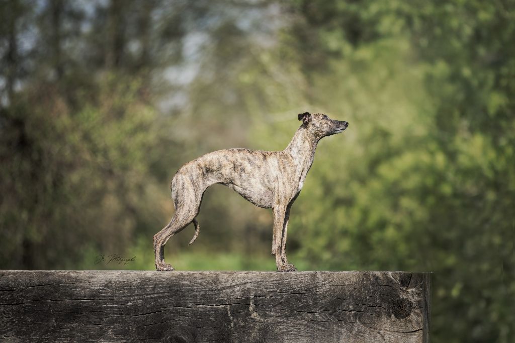 Une portée pour Janvier 2026 ?