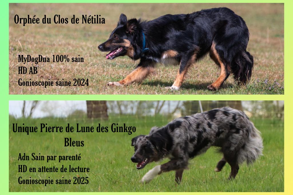 Deux mariages à venir 