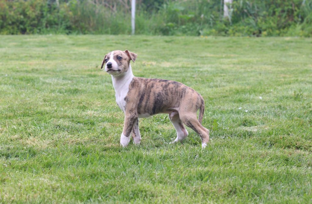 Des Ginkgo Bleus - Chiots disponibles - Whippet