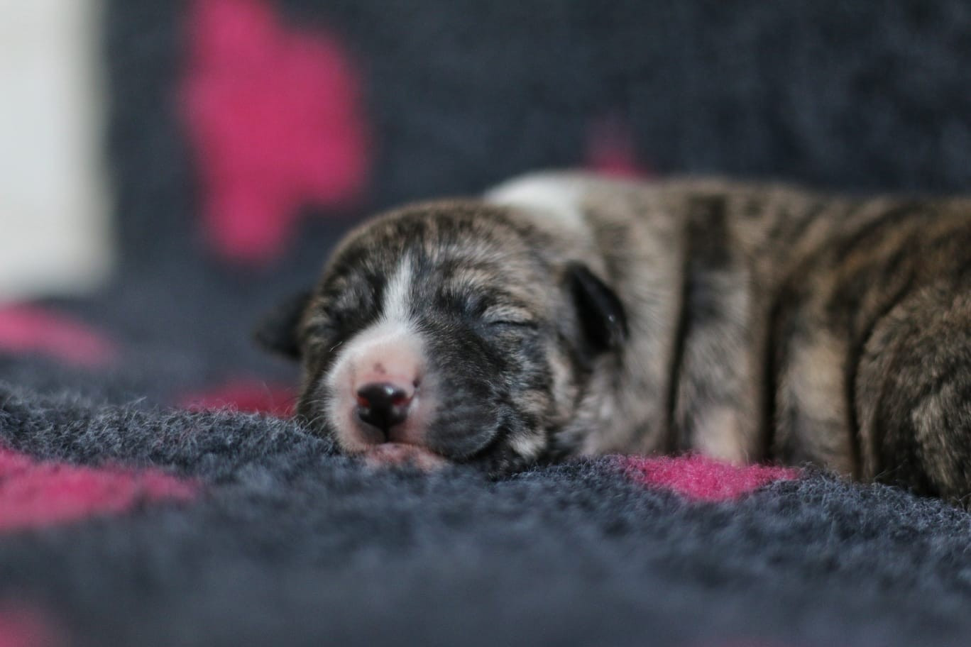 Des Ginkgo Bleus - Whippet - Portée née le 15/01/2026