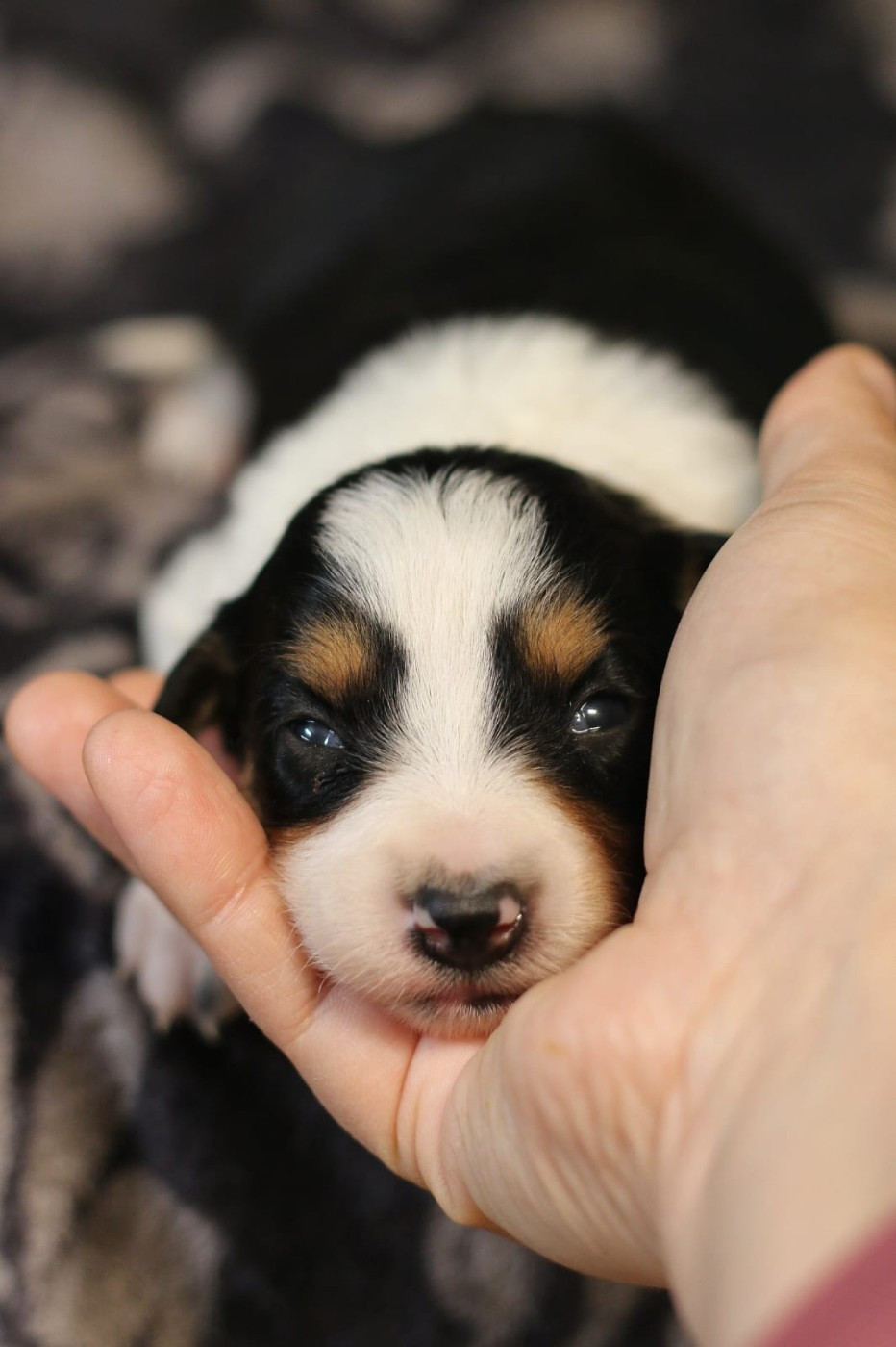 Des Ginkgo Bleus - Chiots disponibles - Border Collie