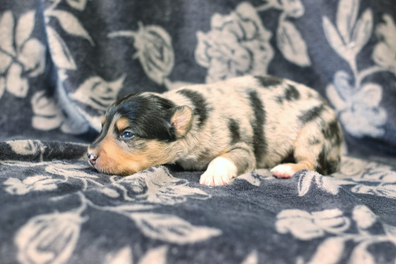 Des Ginkgo Bleus - Chiots disponibles - Border Collie