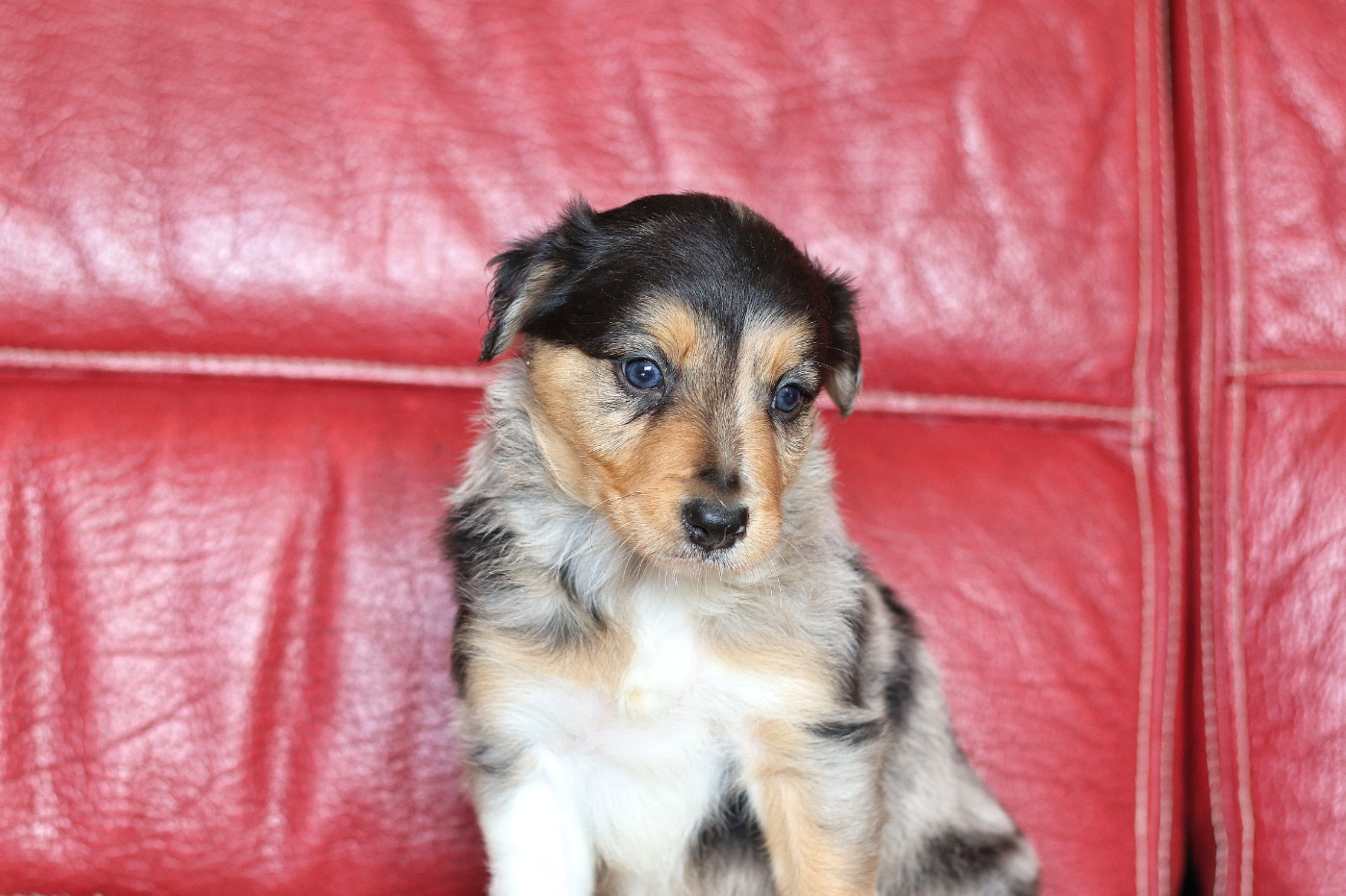 Des Ginkgo Bleus - Chiots disponibles - Border Collie