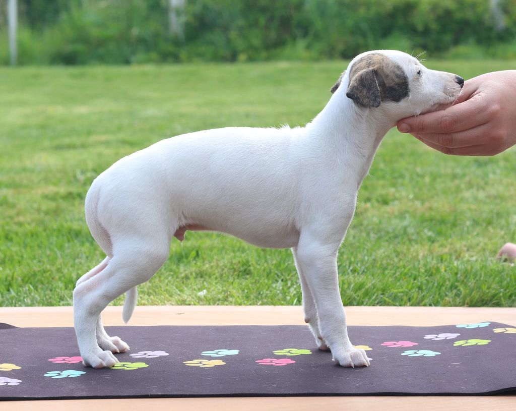 Des Ginkgo Bleus - Chiots disponibles - Whippet