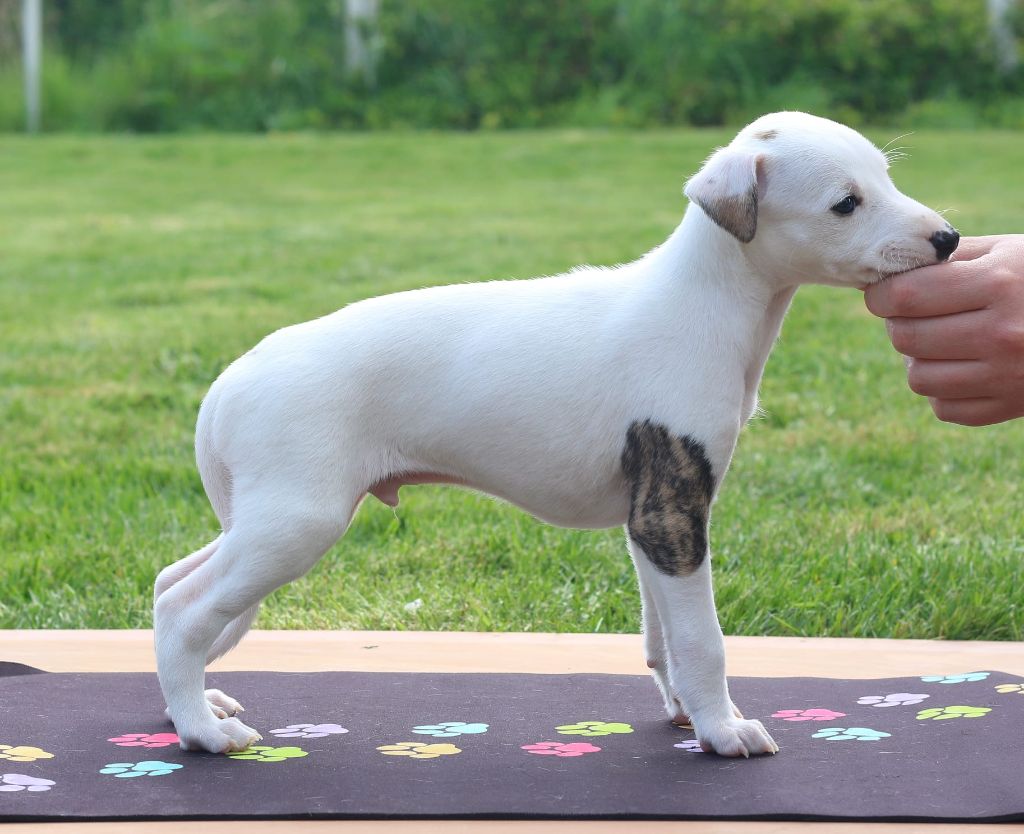 Des Ginkgo Bleus - Chiots disponibles - Whippet