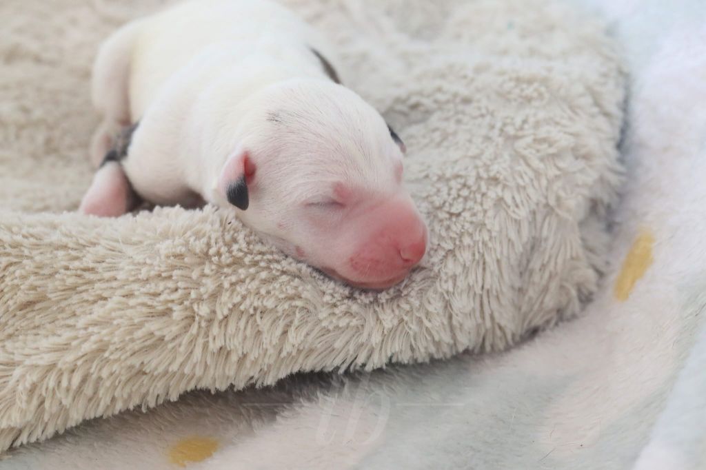 Des Ginkgo Bleus - Chiots disponibles - Whippet