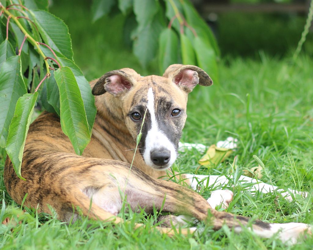 Des Ginkgo Bleus - Chiots disponibles - Whippet